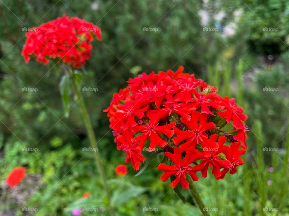 Red flowet with small blooms.