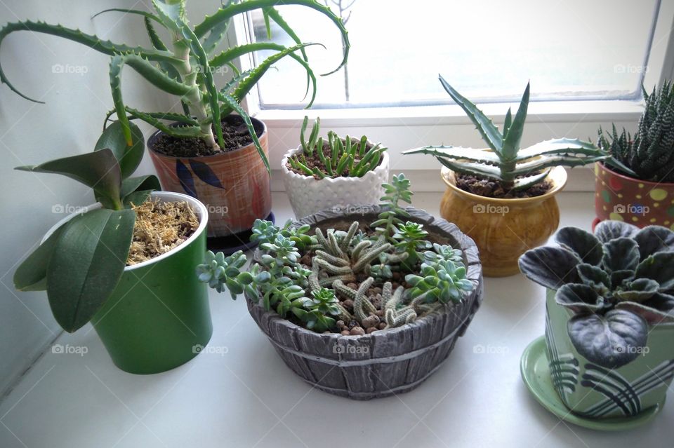 house plants on a window