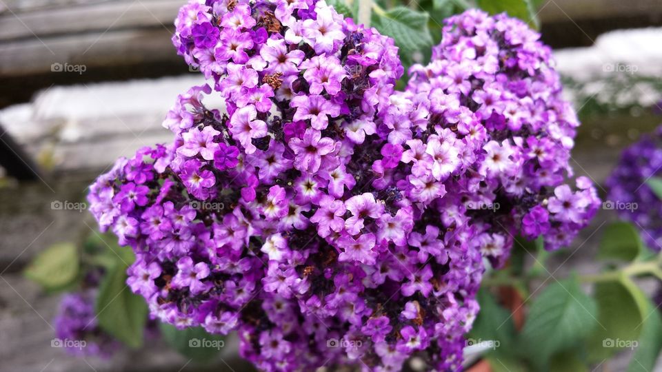 Heliotropium fragrant delight flowers