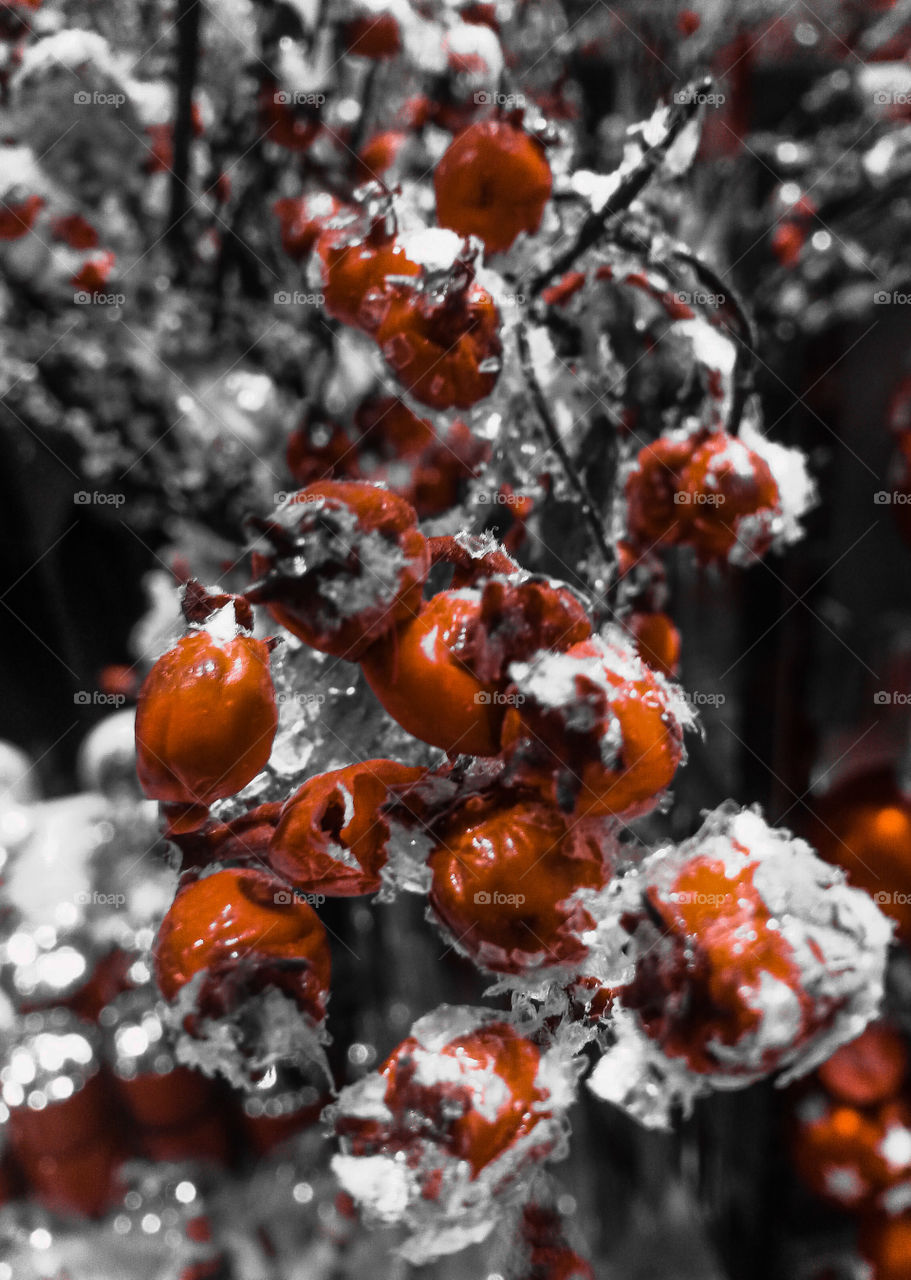 red winter berry