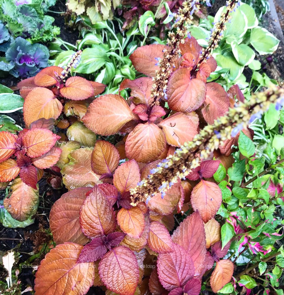 Closeup of multicolored plant leaves