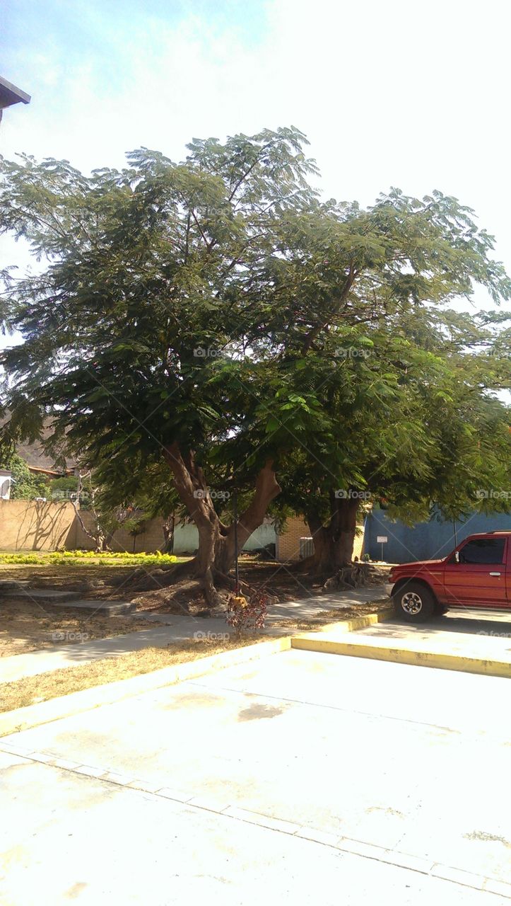 Urban tree. Turmero, Venezuela