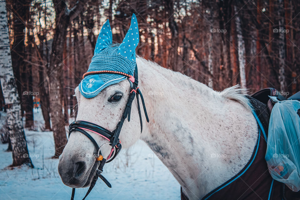 Charming horse