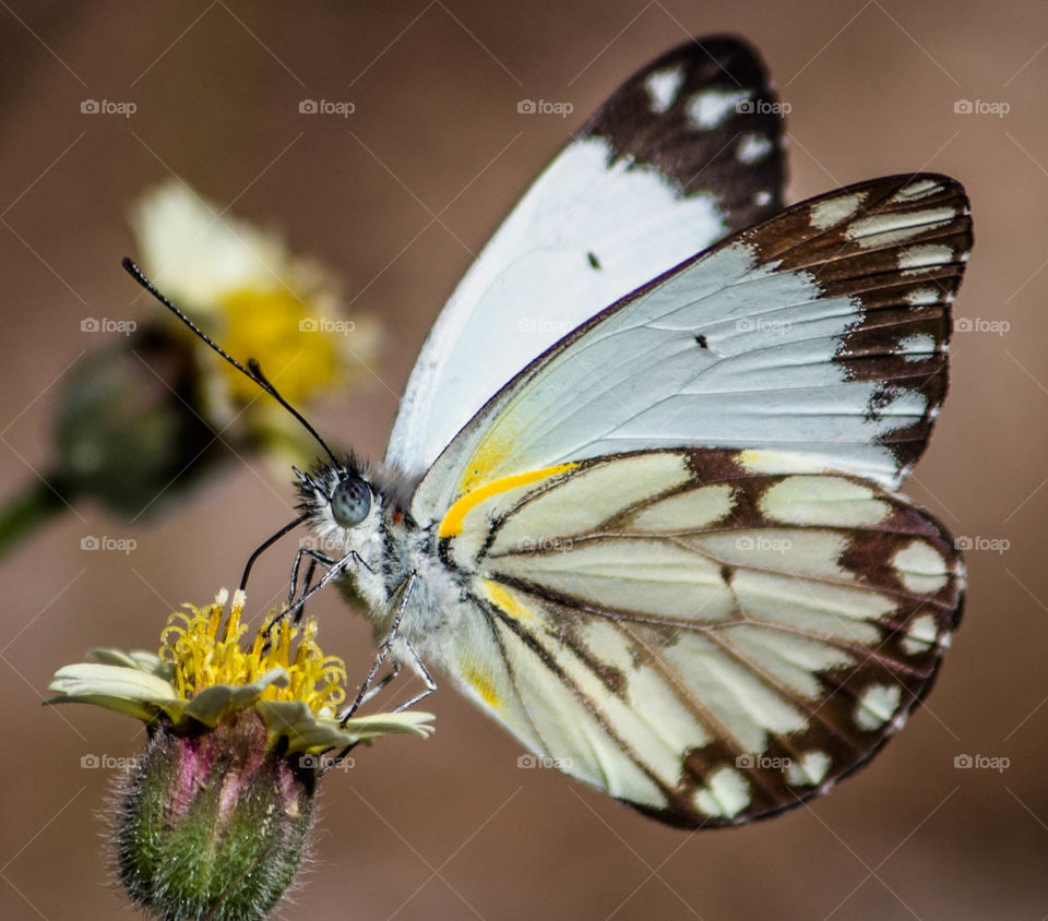 Pretty butterfly