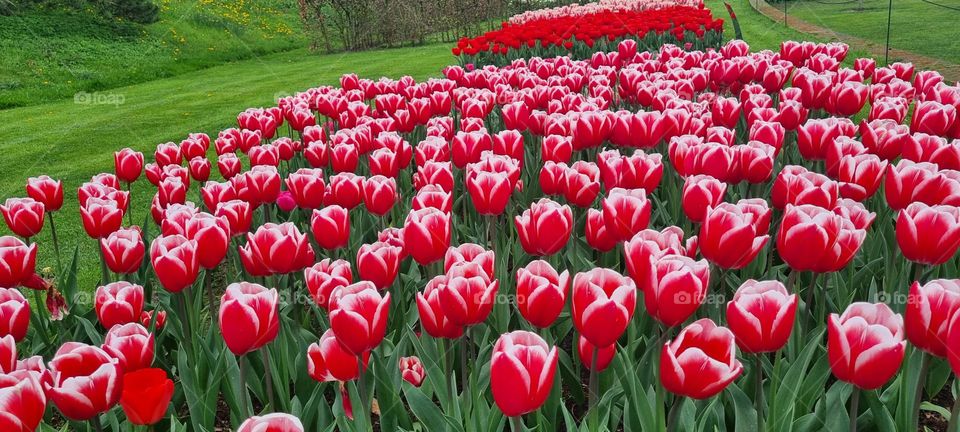 Beautiful red tulips