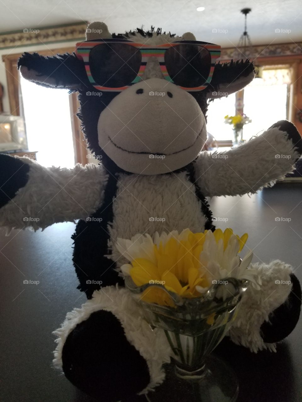 moo cow is rocking the shades and ready for summer, bring on the flowers and sunshine