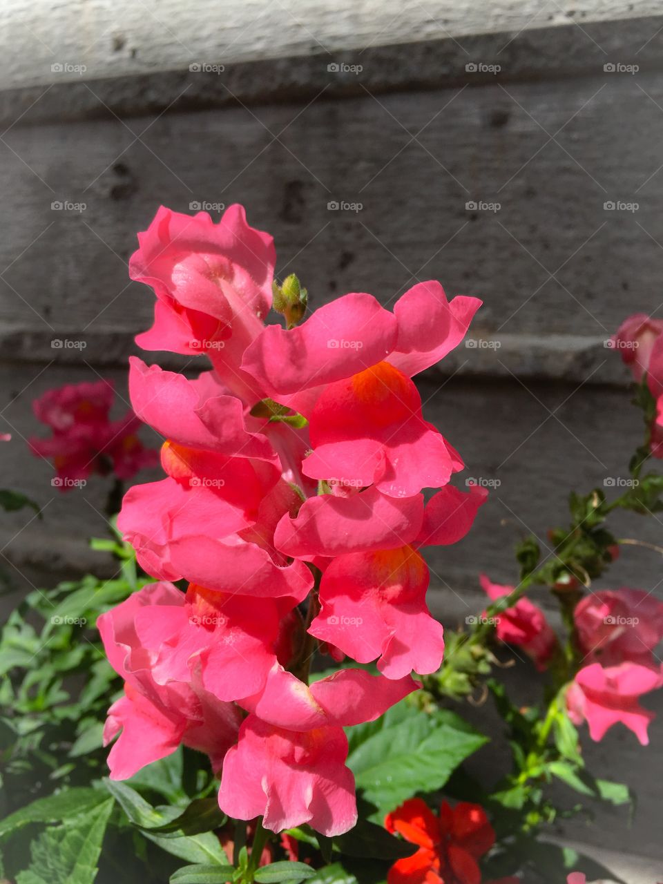 Snapdragons 