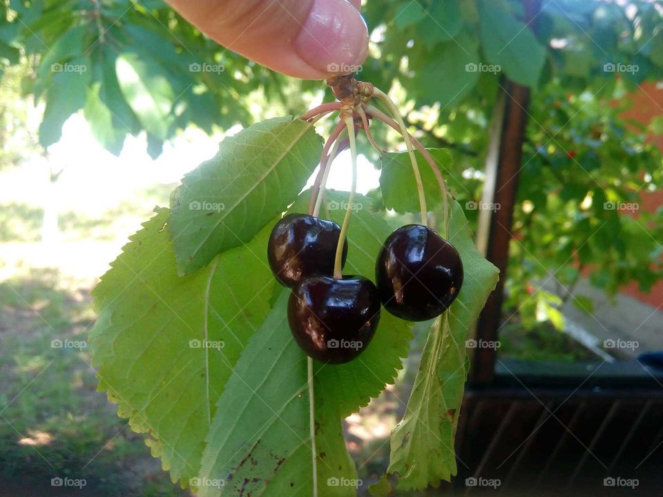 to Cherries