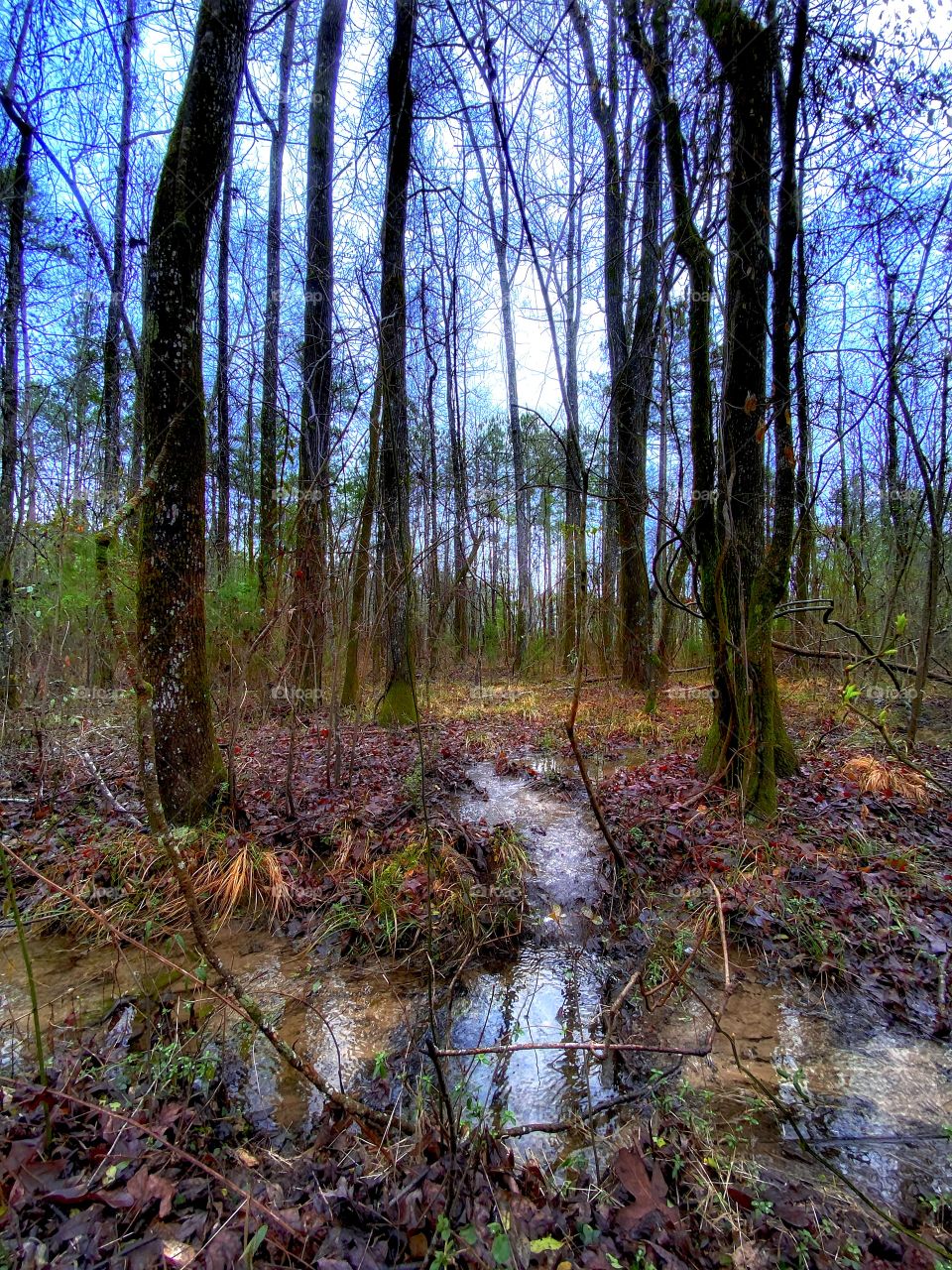 Small Forest Stream 1