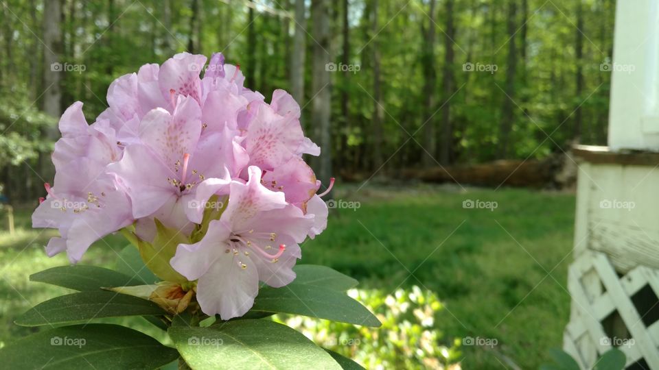 A beautiful, pink flower in full bloom in a wooded backyard