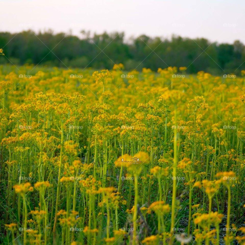 field of yellow