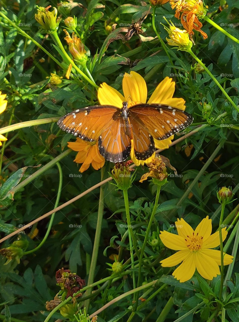 Monarch butterfly  resting with wings spread wide open, on Az. desert wildflower.