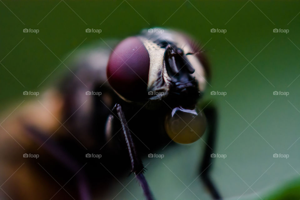 Housefly at indoor with soft focus