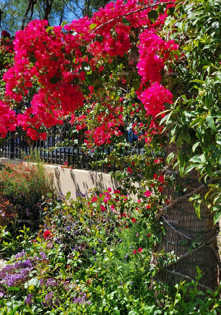 Bougainvillea by the Wall