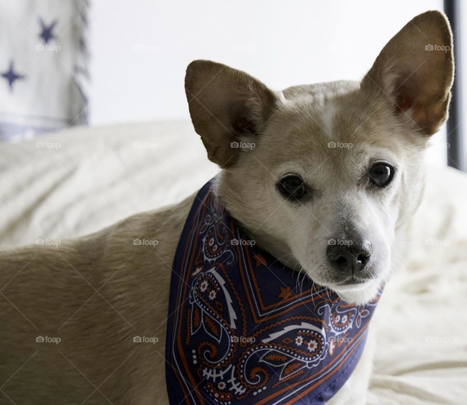 close up of tan dog wearing Patriotic red white and blue bandana