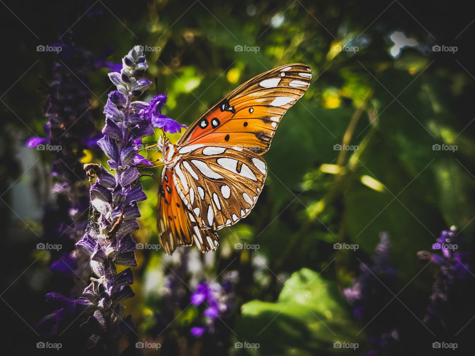 Beautiful orange butterfly on a purple mystic spires flower in the dark shade.  The butterfly wings showcase nature's shapes,  patterns, stripes, and designs.