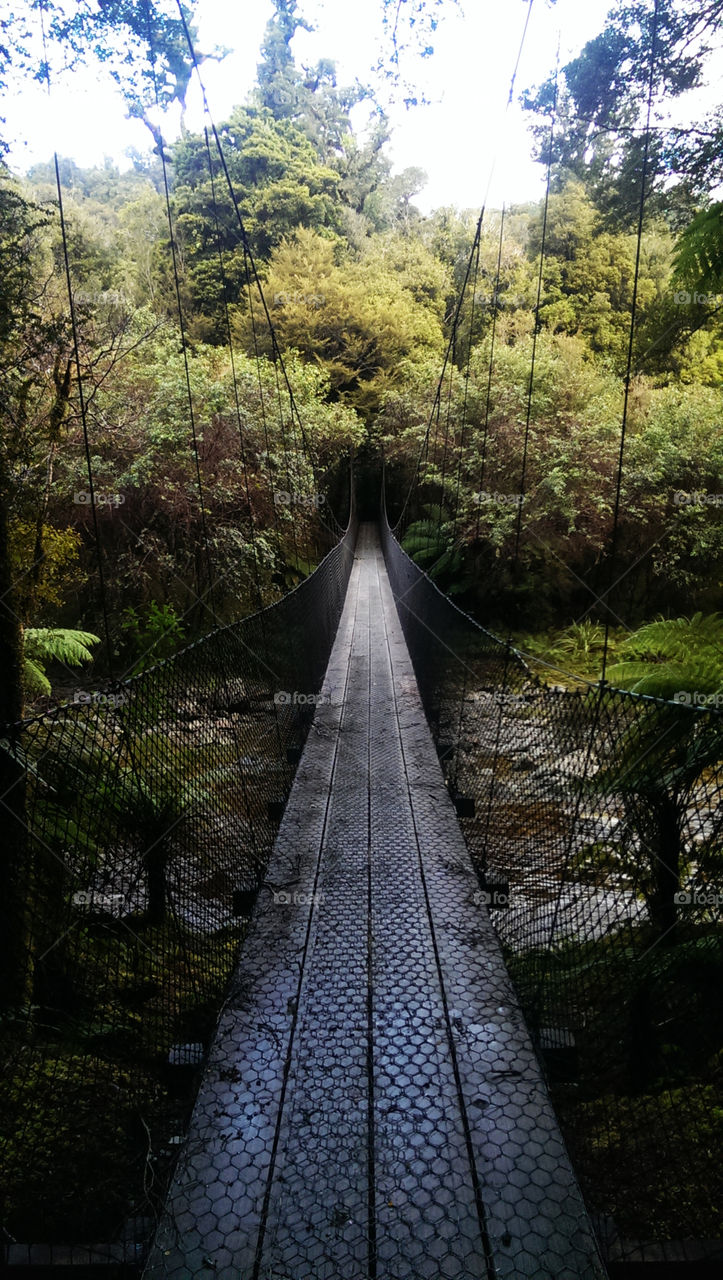 one way to the jungle. we went hiking in the rainforrest and after a while we reached a swing bridge which we crossed with fun