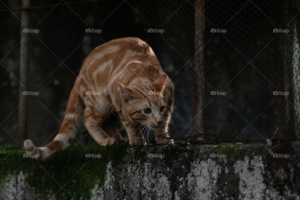 A ginger cat appears cautious and fearful or whatever is around the corner