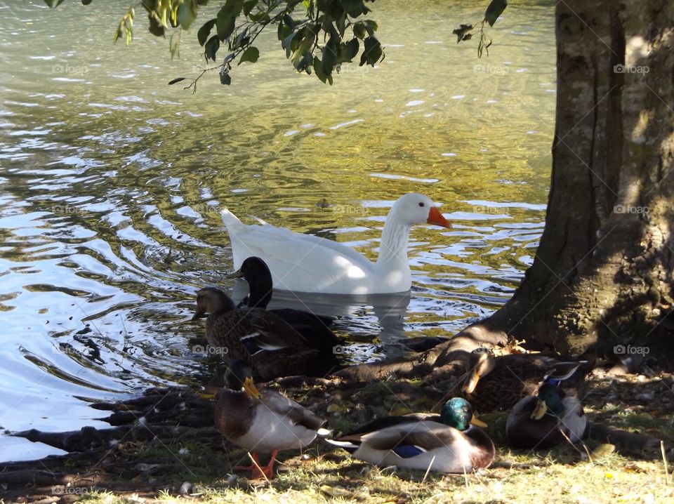 Duck swimming in lake