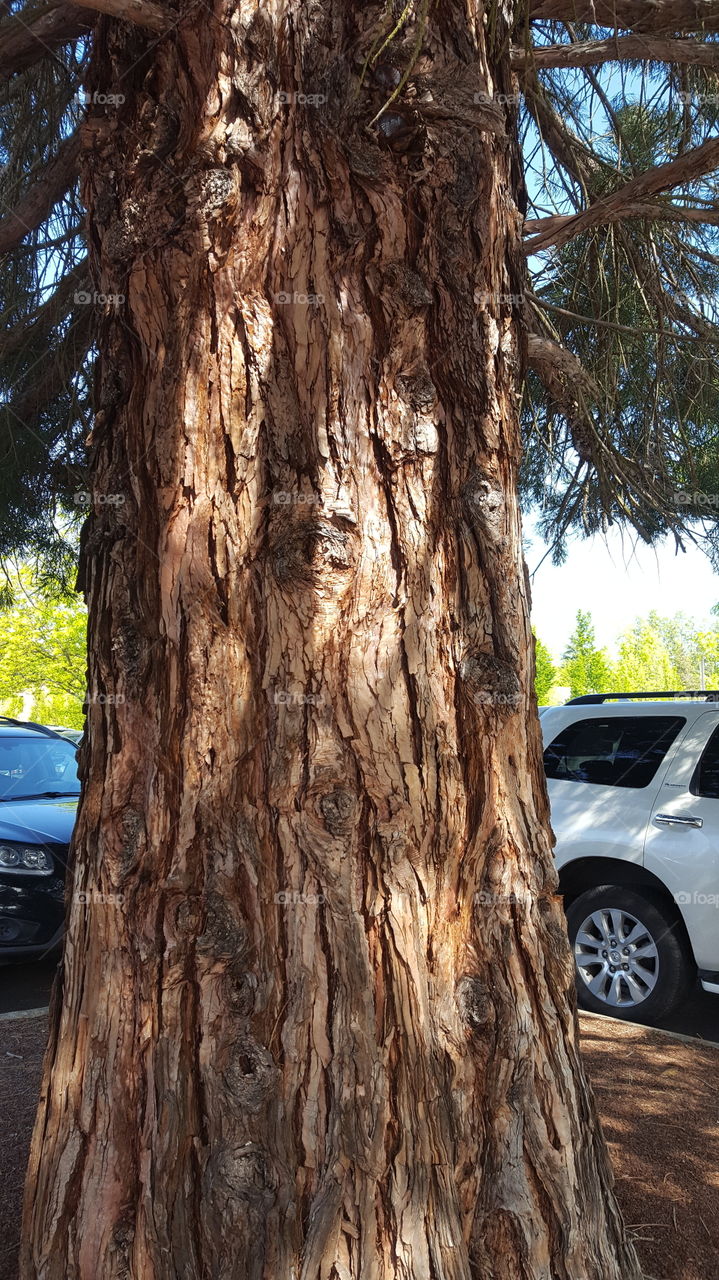 rugged tree trunk