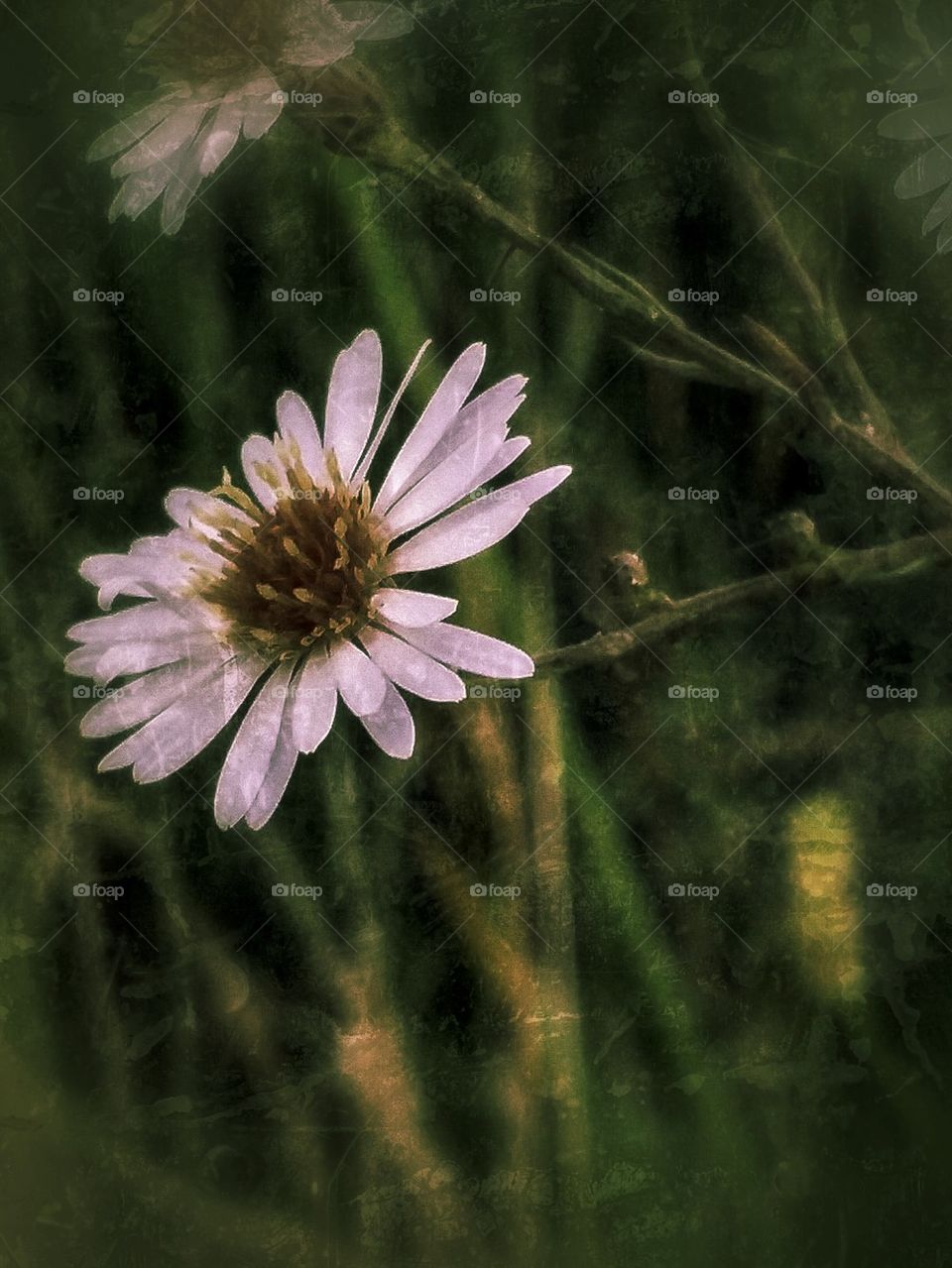 daisy wild flower
