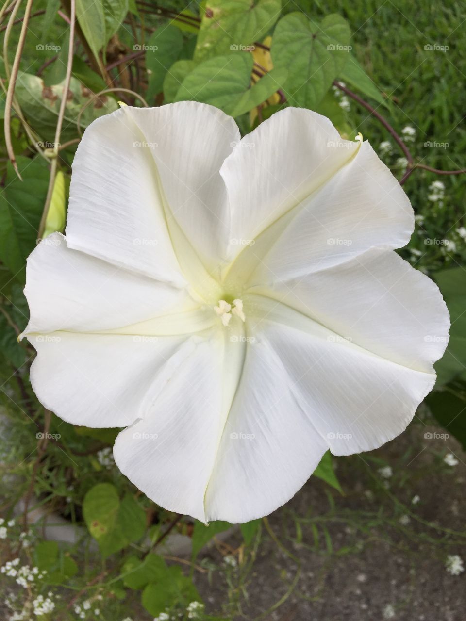 White moon flower