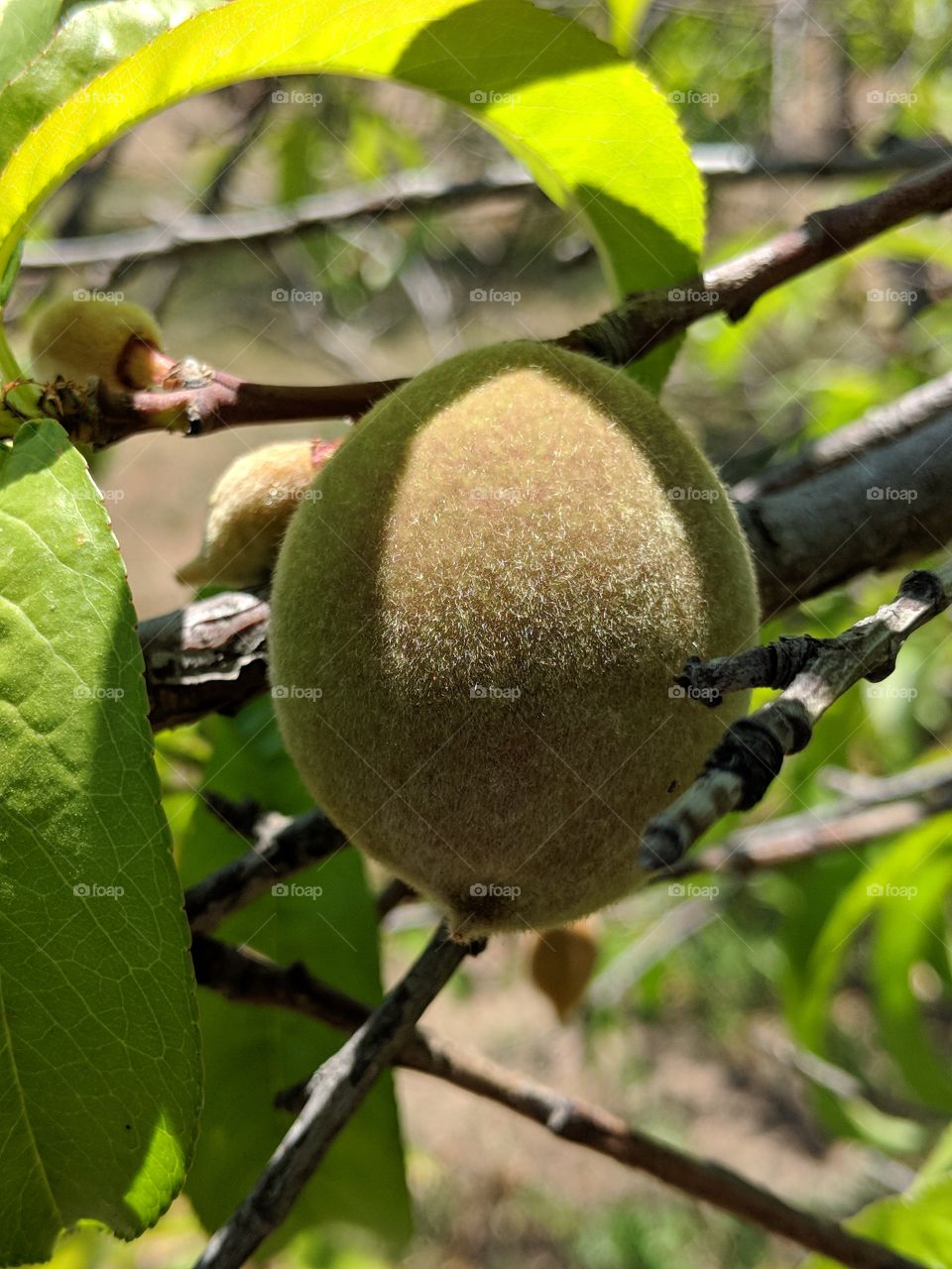 Start of the beginning of Spring and summer