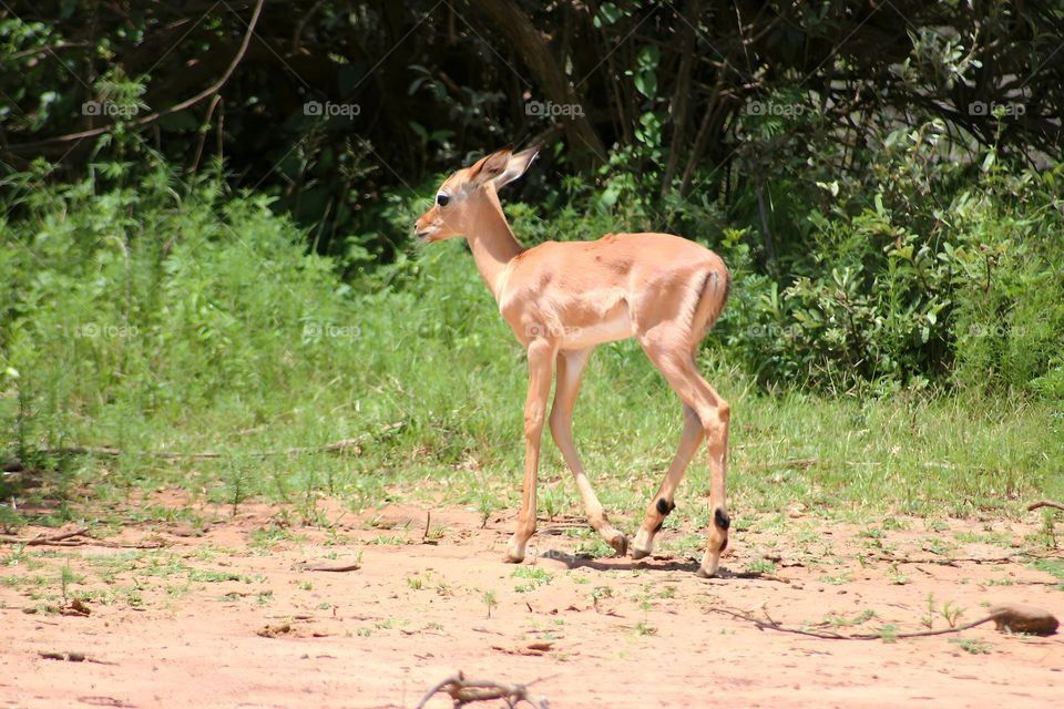 a Baby Impala following his mother in Pilanesberg National Park, South Africa