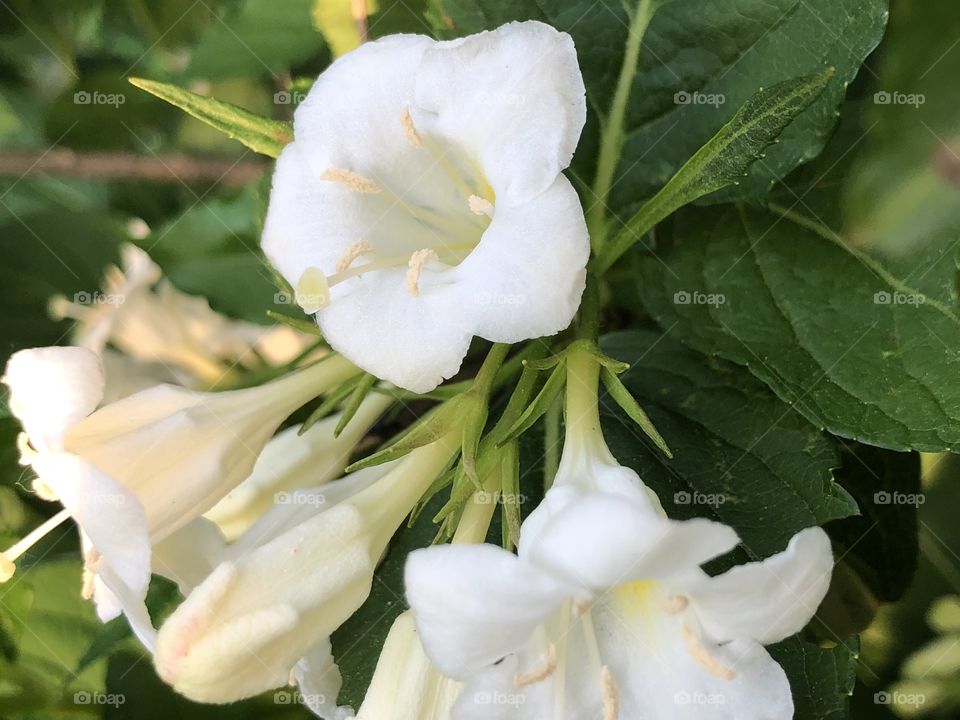 White Blooms