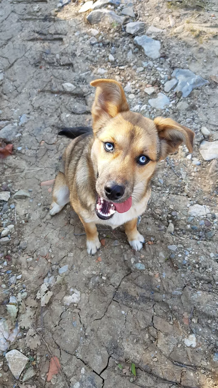 A dog