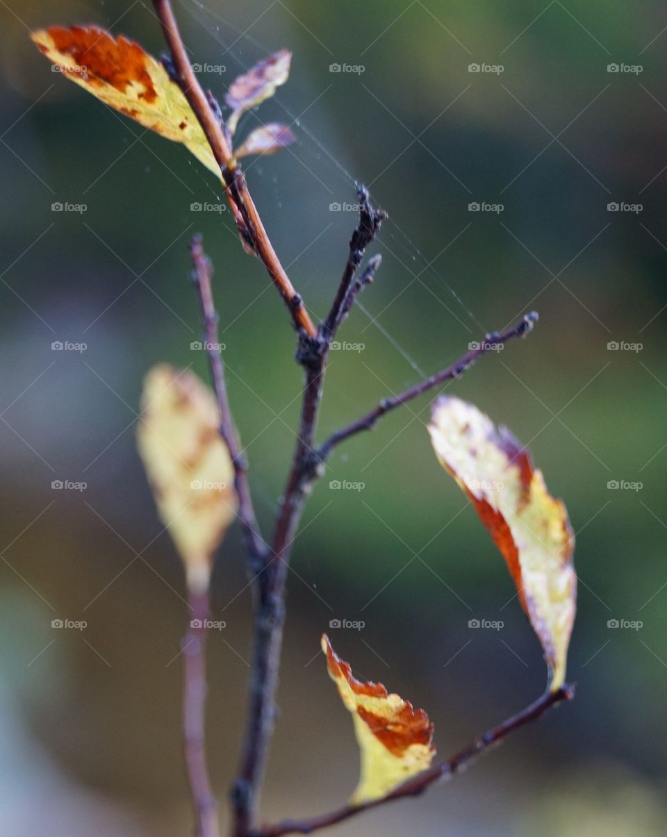 Web Leaf