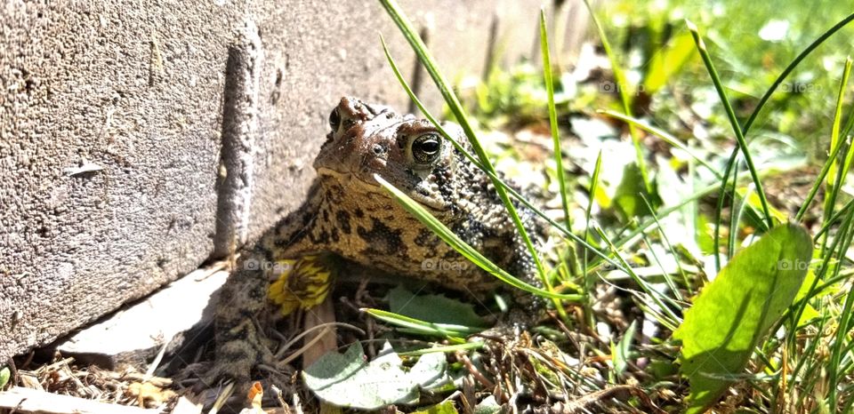 My garden toad.