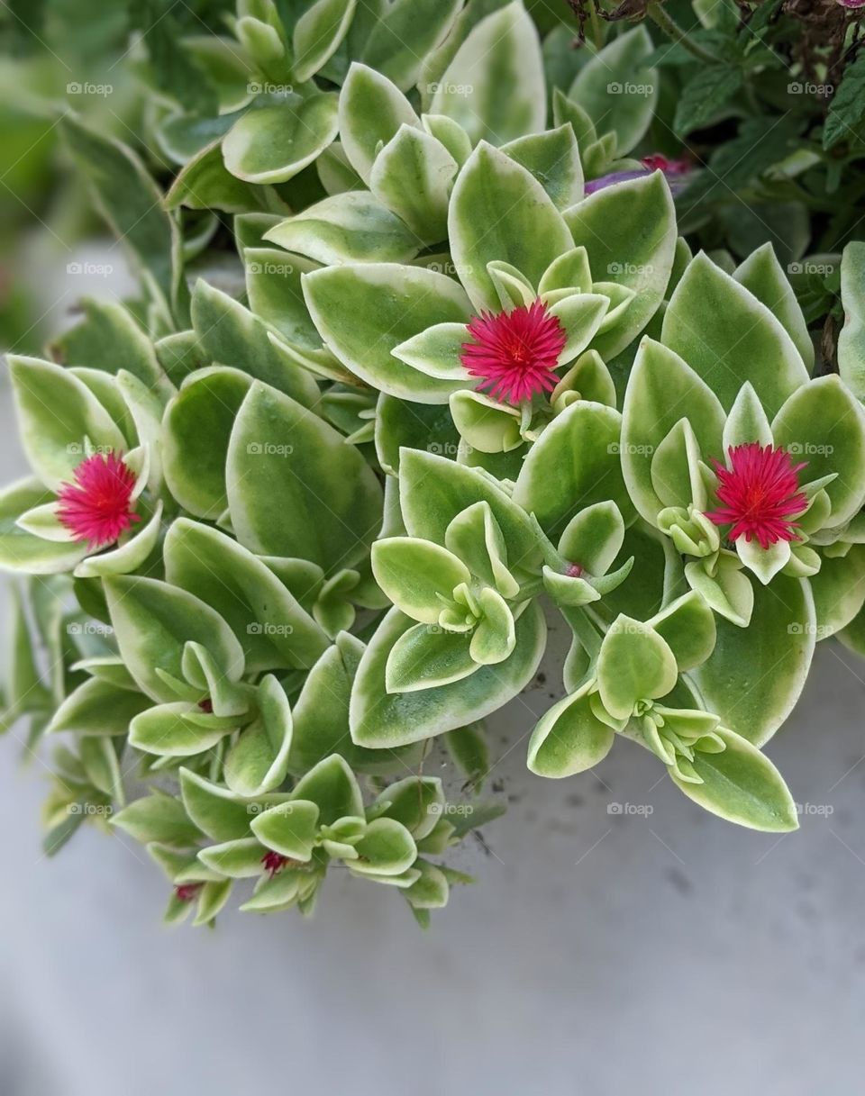 patio planter pink flowers with green leaves showing beautiful new growth for spring