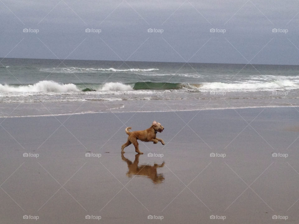 beach ocean play dog by moluha