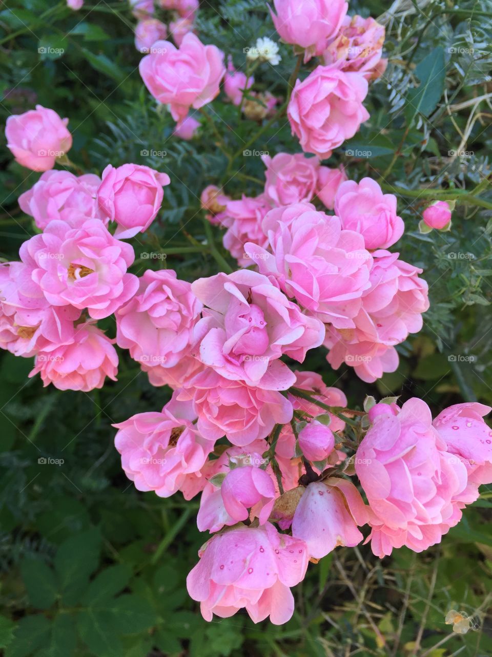 Roses in my garden 