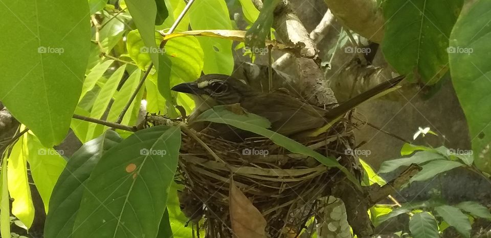 a bird in the nest