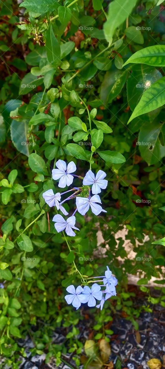 Flor azul