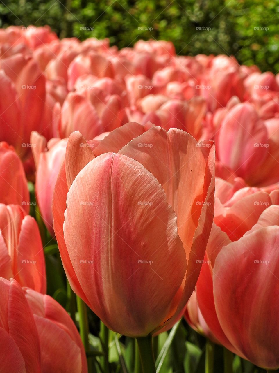 Tulips