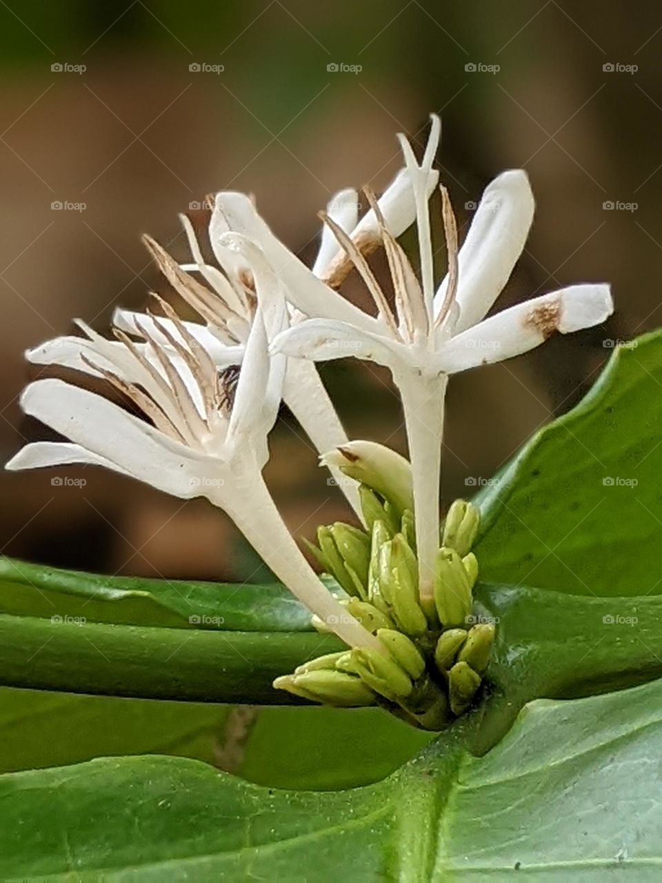 coffee plant flowers🌼☕