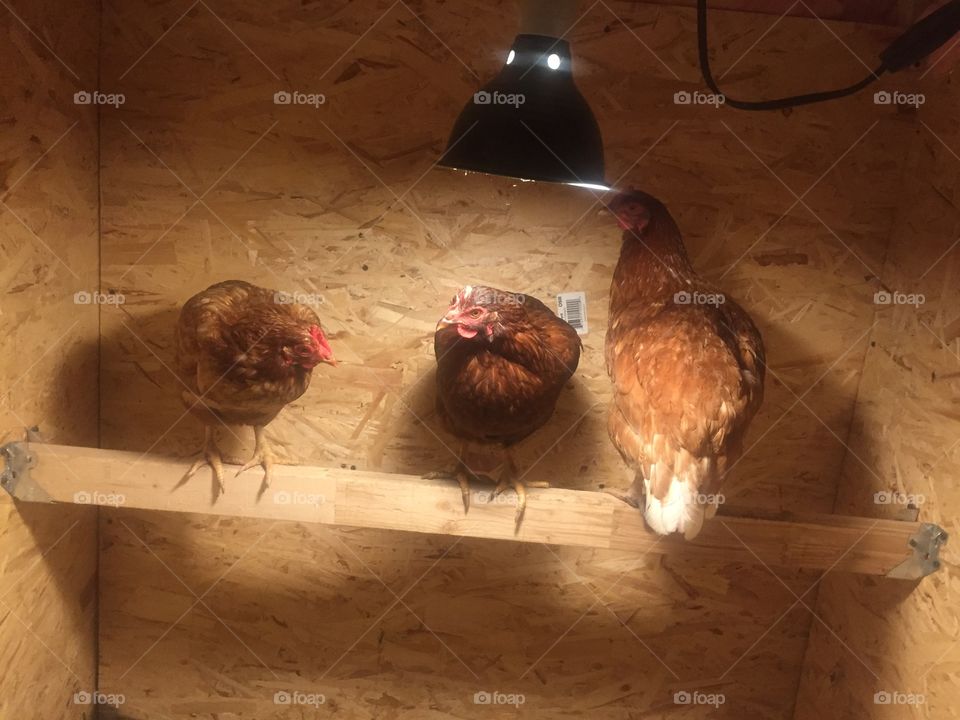 Night Night Chickens 