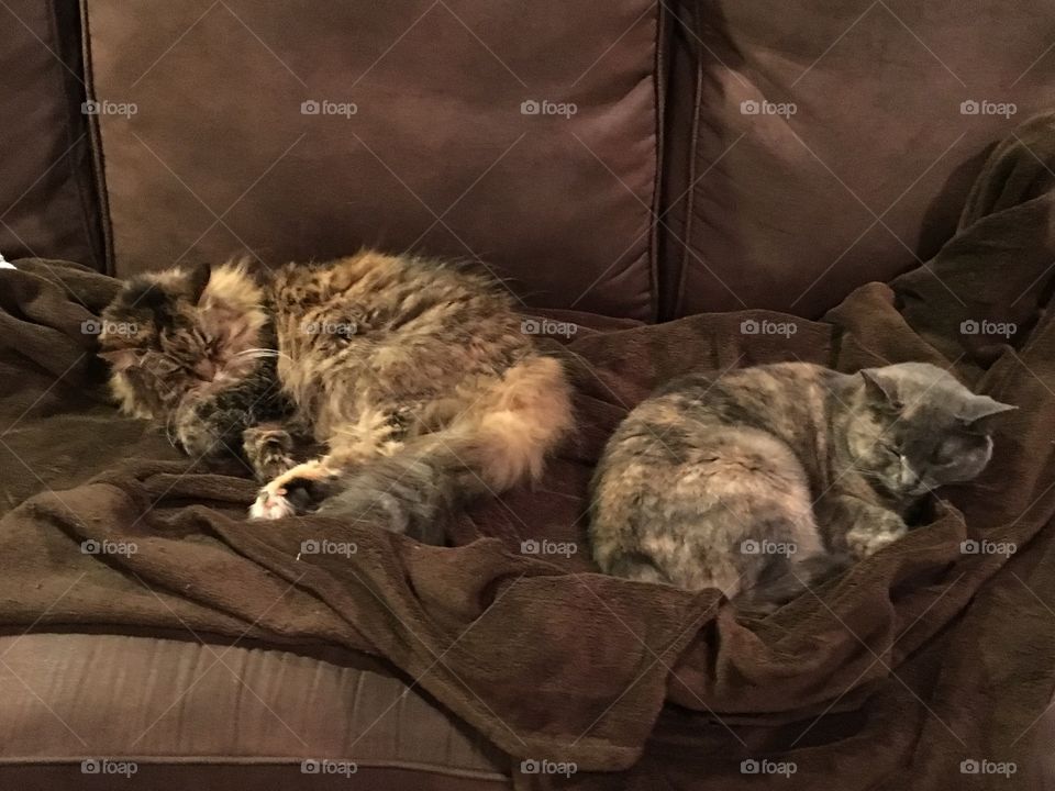 Shaggy, the Maine Coon, thinks that sharing the couch with Silver, the dilute tortoiseshell is nonsense!!  