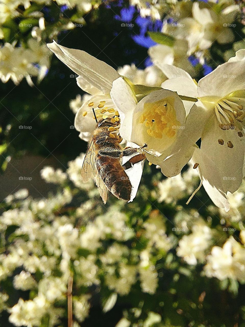 Honey sunset🐝🌼