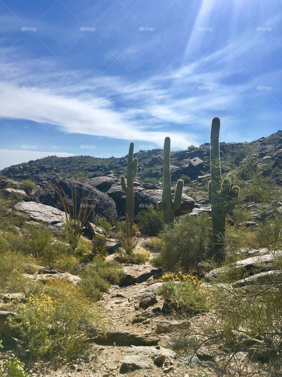 Saguaro in a row