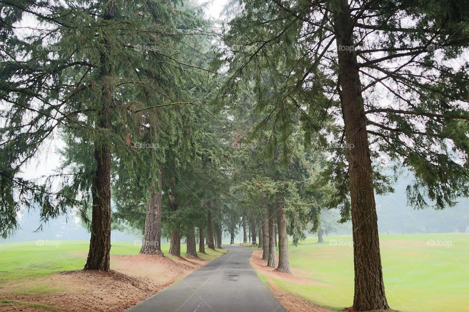 Tree lined drive
