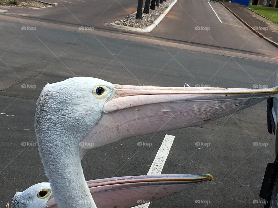 Head shots of two Pelicans 