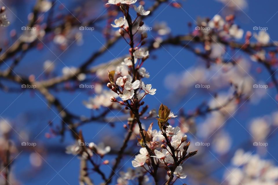 Plum blossoms in ear spring 