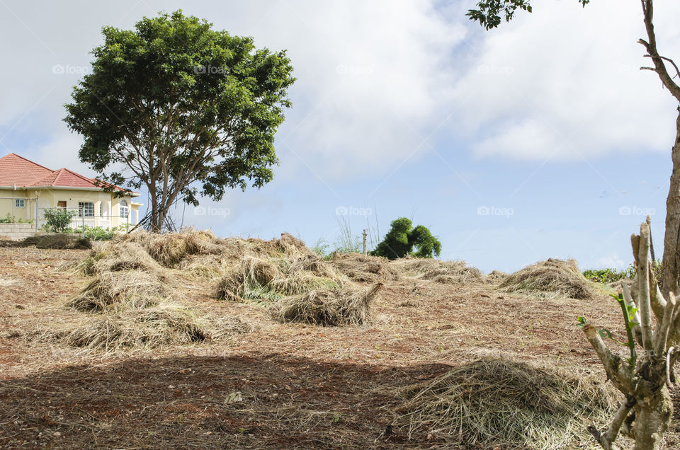Grass Heap On Landscape