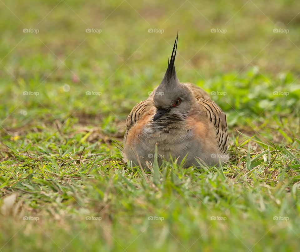 crested pigeon sitting on the grass