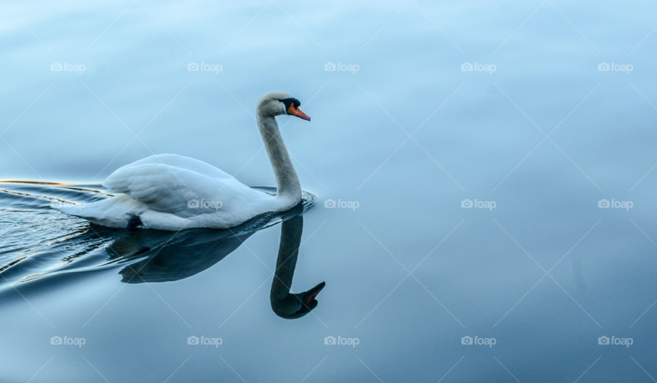 swan. hallstatt, austria