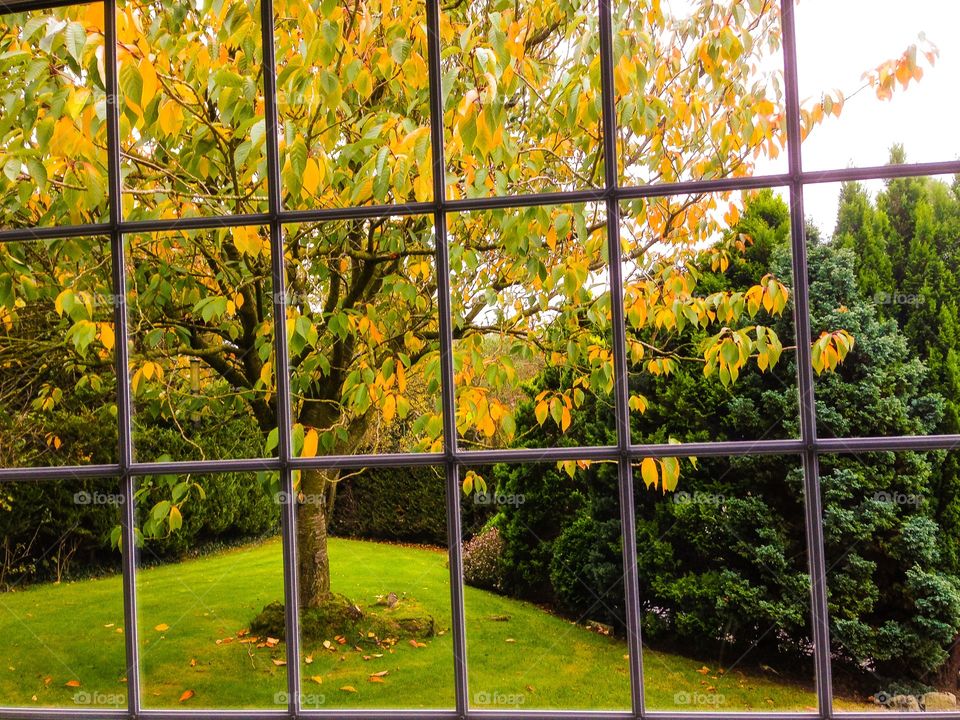 Autumn trees in bloom